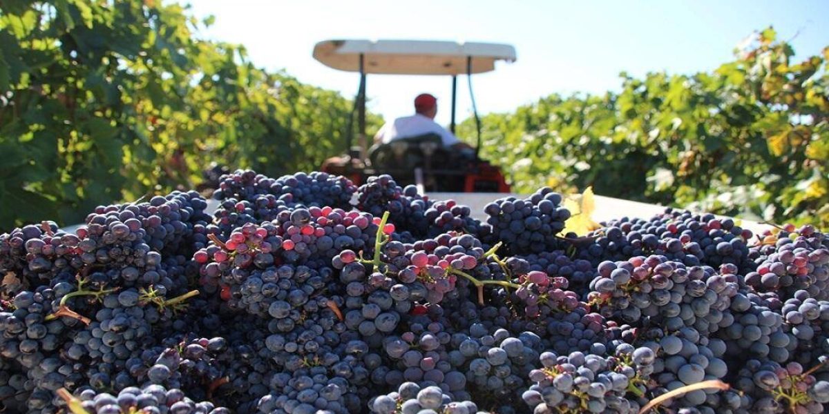 VENDEMMIA DA 47 MILIONI DI ETTOLITRI:<BR> ITALIA PRIMA AL MONDO, PIU’ 25% IN ABRUZZO