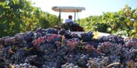 VENDEMMIA DA 47 MILIONI DI ETTOLITRI:<BR> ITALIA PRIMA AL MONDO, PIU’ 25% IN ABRUZZO
