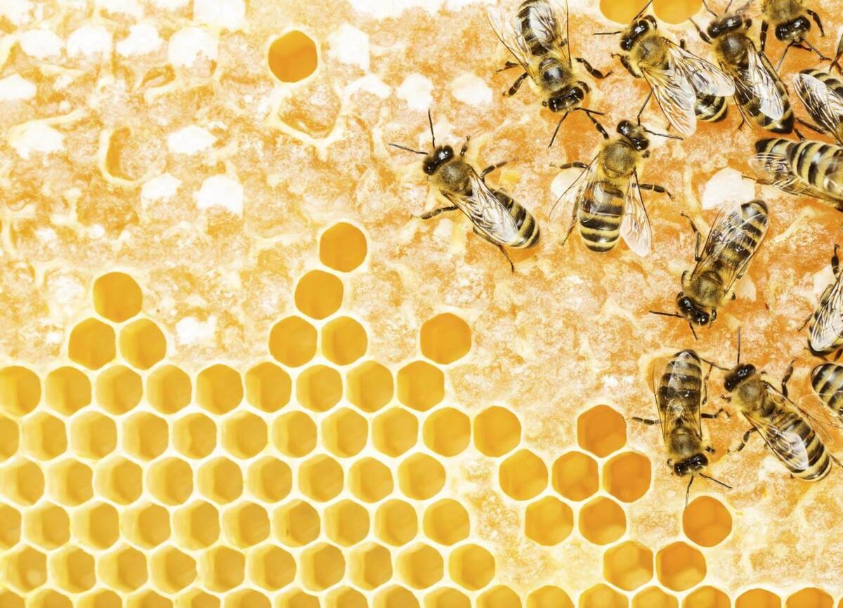 BIODIVERSITÀ, L’ISTITUTO “DI POPPA-ROZZI” DI TERAMO LANCIA “L ...