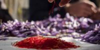 ZAFFERANO DELL’AQUILA DOP: CUCCHIELLA,<br> “PRODUZIONE A RISCHIO, COSTI ELEVATI E CRITICITA'”