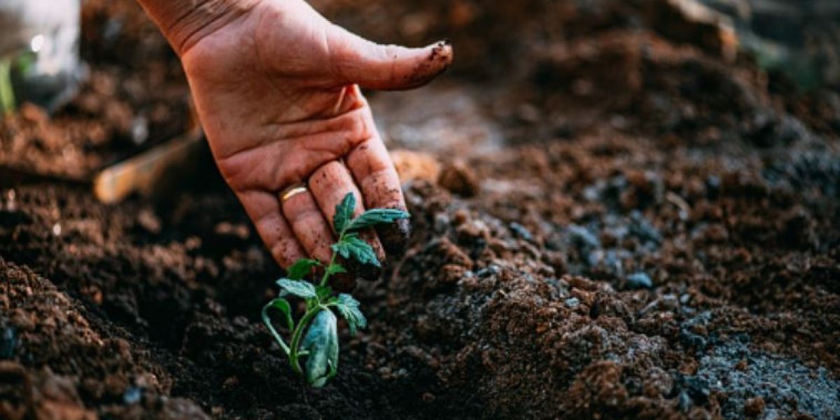 AGRICOLTURA: L’APPELLO DELL’ALPA, “PICCOLE AZIENDE MARGINALIZZATE IN POLITICHE DI SVILUPPO RURALE”
