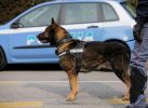 Cane polizia