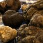 FIERA TARTUFI D’ABRUZZO: IMPRUDENTE, “ALL’AQUILA VETRINA INTERNAZIONALE ECCELLENZA NOSTRA TERRA”
