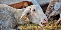 BLUE TONGUE: CIA ABRUZZO, “ALLEVATORI IN GINOCCHIO, SUBITO STRUMENTI STRAORDINARI”