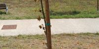 PARCO DEL SOLE L’AQUILA: CONALPA, “ALBERI PIANTATI A FEBBRAIO SECCHI E MALATI”