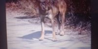 L’AQUILA: LUPI SBRANANO TRE PICCOLI CANI, AGGRESSIONE SVENTATA PER UN ALLEVATORE