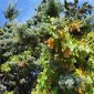 MALVASIA ANTICA AQUILANA: RARO VITIGNO A CALASCIO, DA BIO CANTINA SOCIALE ORSOGNA PRIME BOTTIGLIE