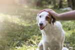 LEISHMANIOSI CANINA: RUANI, "ALLEANZA SCIENZE E IMPRESE PER LA SALUTE DEI NOSTRI ANIMALI" leishmaniosi prevenzione cane ilfattoveterinario mylav_large