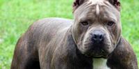 L’AQUILA: MORTA AZZANNATA DAL PITBULL, UN ANNO DI RECLUSIONE A PROPRIETARIA DEL CANE